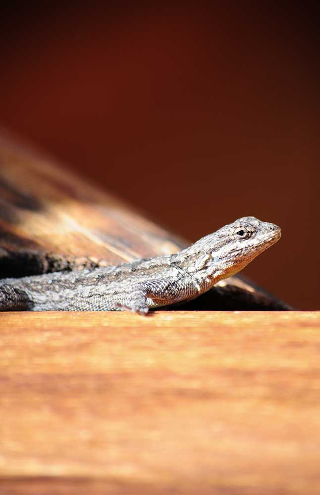 Fast lizard