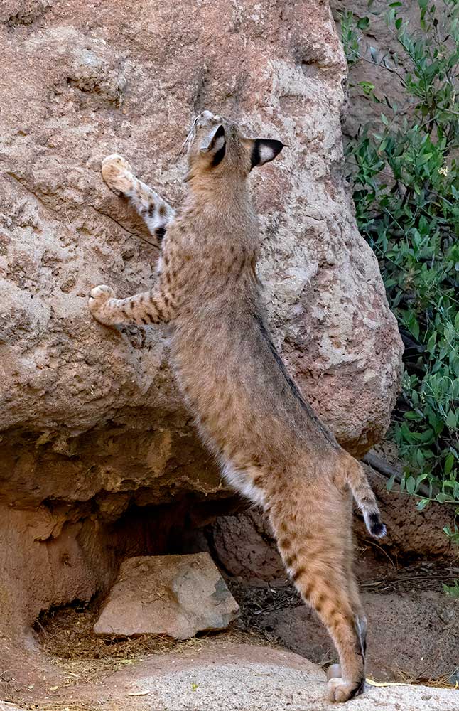Big cat