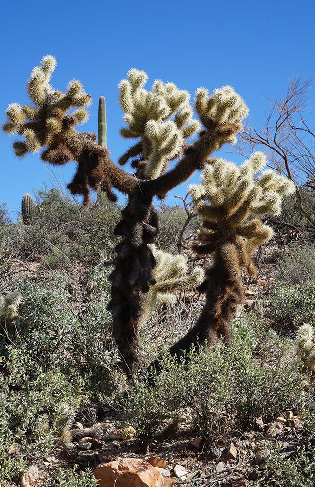 Joshua tree