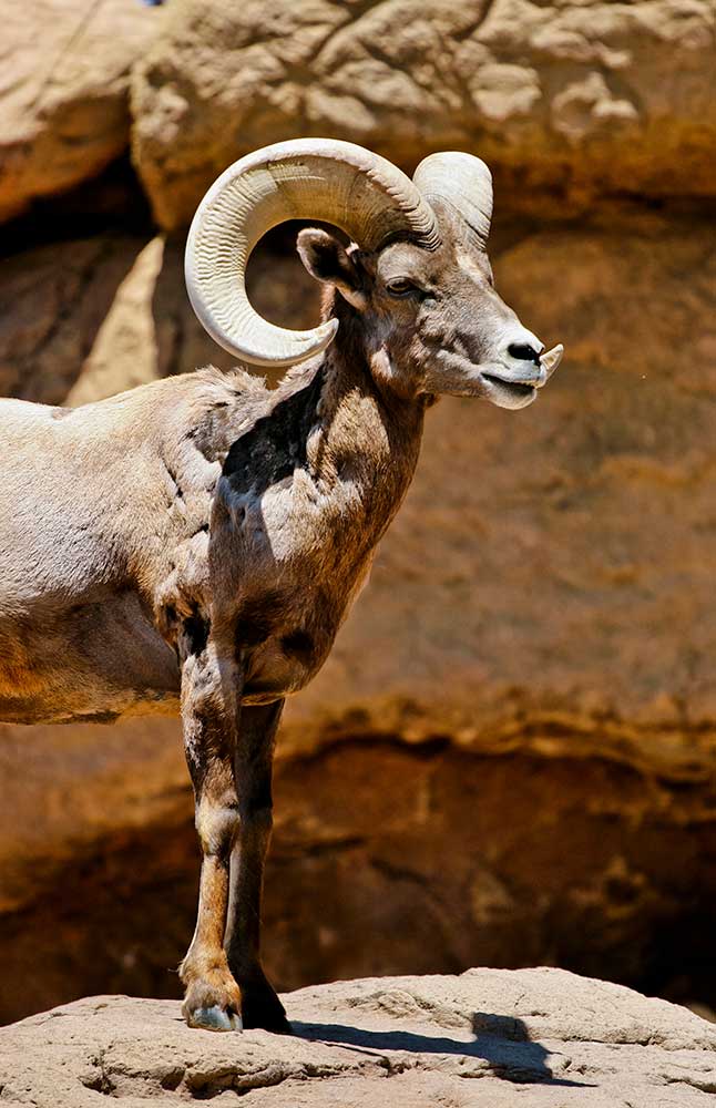 Bighorn