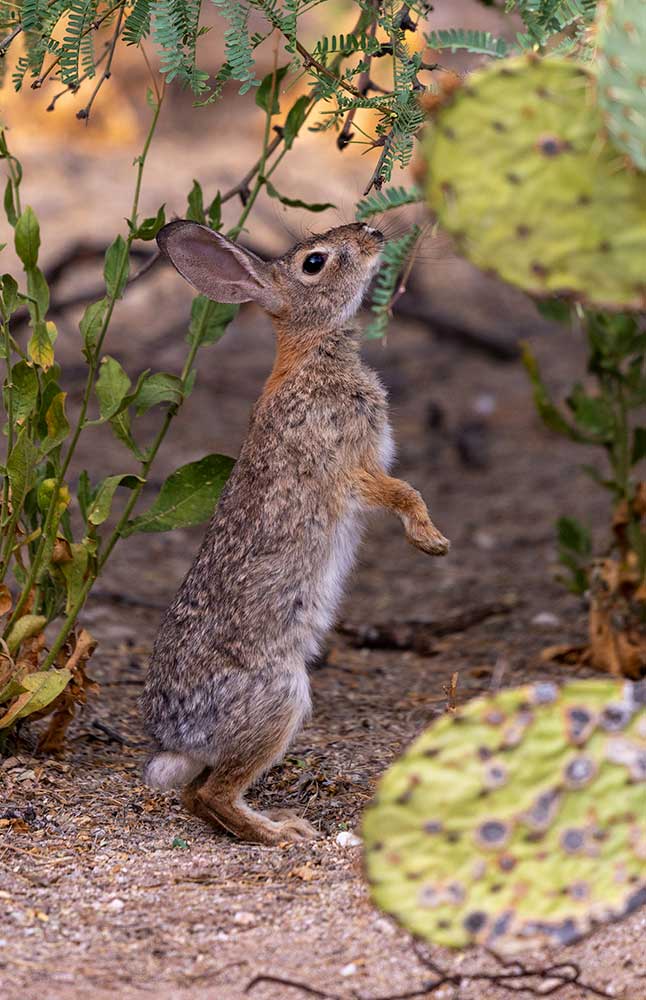 Rabbit